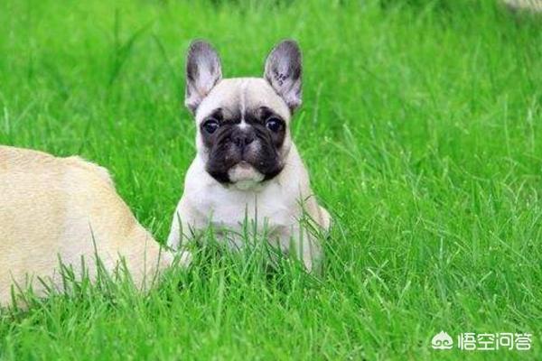 法国斗牛犬好养吗有没有体味:养法国斗牛犬是一种什么样的体验？