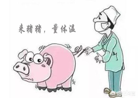 百度一下猪的正常体温是多少度:请问一下仔猪的正常体温是多少度？