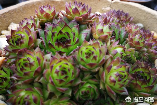 长生草属多肉植物图片:多肉植物长生草的精美图片 我家的观音莲都养了一年了怎么始终不长分枝呢？