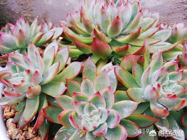 长生草属多肉植物图片:多肉植物长生草的精美图片 我家的观音莲都养了一年了怎么始终不长分枝呢？