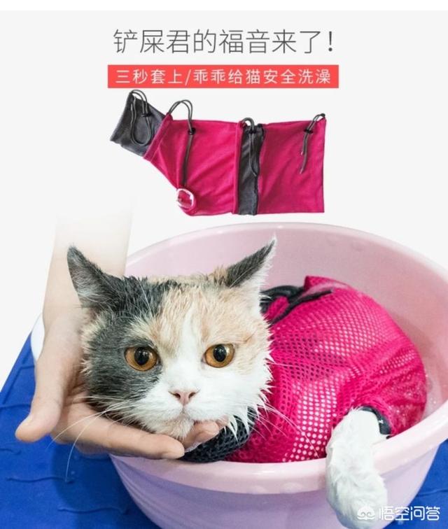 天猫玛氏宠物官方旗舰店:现在入手电商，该选择什么平台？