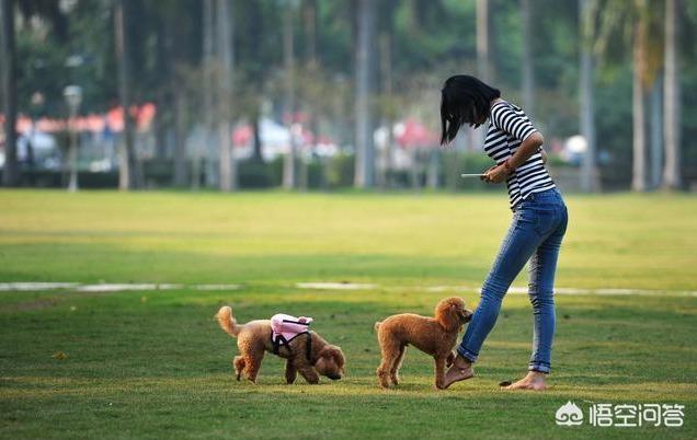 关爱泰迪吧:泰迪犬爱你会有哪些表现？