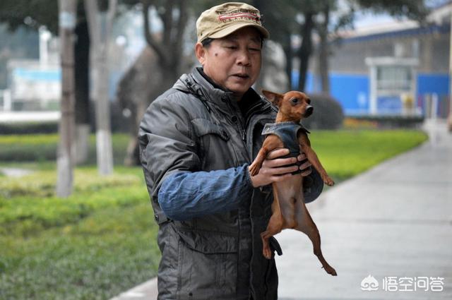 凶猛的小型犬有哪些:哪些小型犬是非常喜欢吠叫的呢？