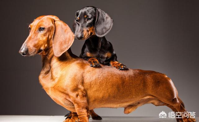 凶猛的小型犬有哪些:哪些小型犬是非常喜欢吠叫的呢？