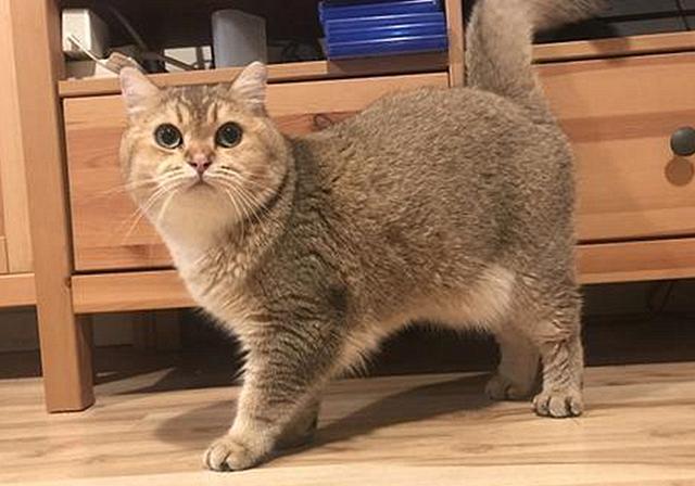 猫咪益生菌,猫咪流口水可以吃益生菌吗？
