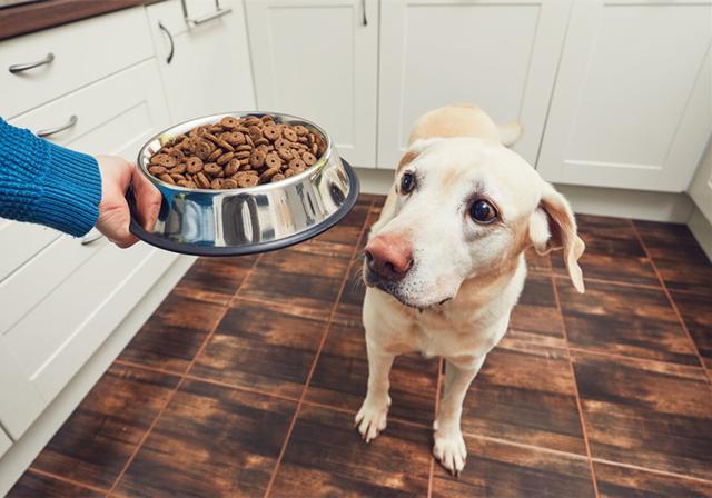 狗狗护食怒打老虎:狗在护食时为什么连主人都不认？人为啥在吃东西没有护食行为了？