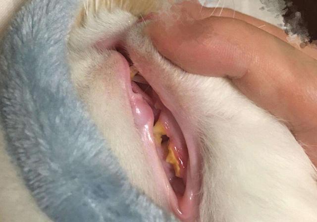 猫流口水:猫咪流口水可以吃益生菌吗？