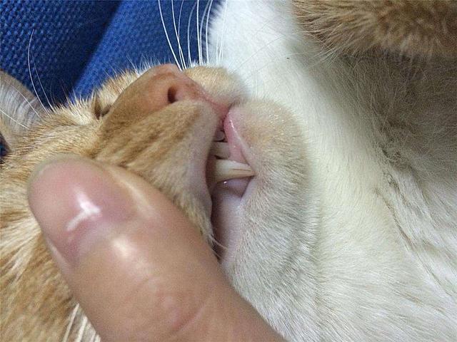 猫咪益生菌,猫咪流口水可以吃益生菌吗？