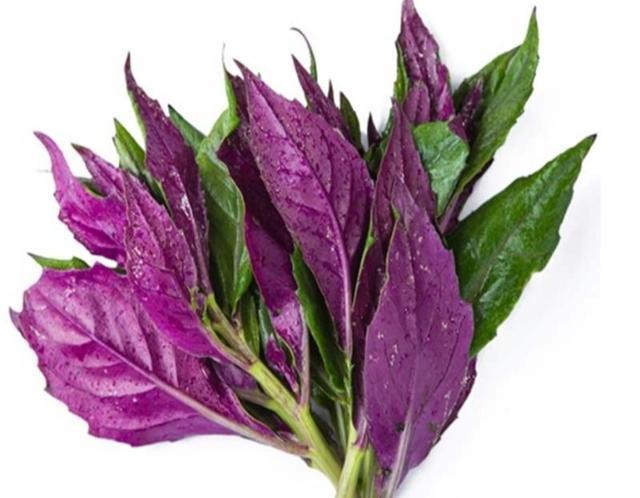 紫背菜如何种植？