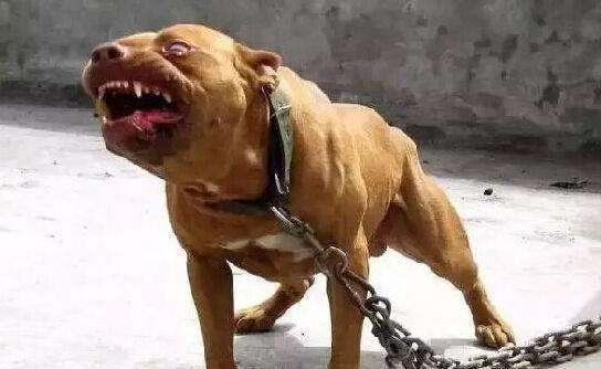 阿富汗斗狗大赛:比特犬土佐犬纽波利顿谁厉害？