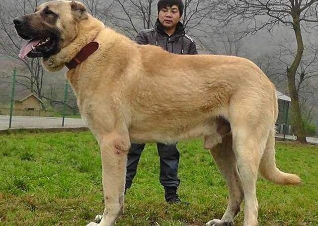 阿富汗斗狗大赛:比特犬土佐犬纽波利顿谁厉害？