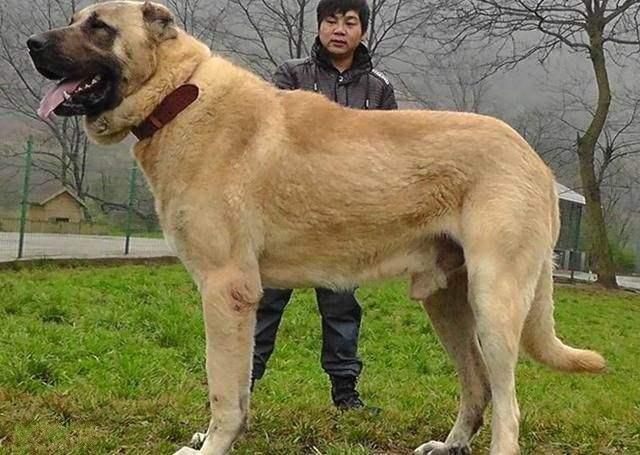 土耳其坎高犬能长多高:狗狗有哪些有趣的排行知识？