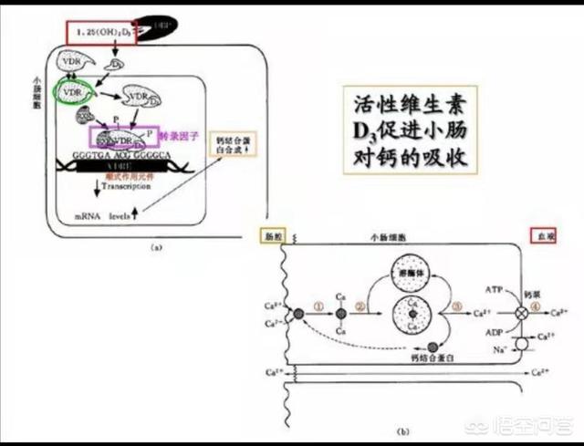 鸡脆骨是什么部位，常吃动物的熟脆骨真的可以补钙吗注意哪些