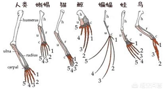 矛齿鲸和械齿鲸龙王鲸哪个厉害:为什么鲸鱼类的鳍骨就好像人手一样？