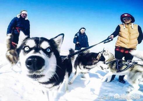 乐山犍为哈士奇吧:养一只哈士奇，会有什么心酸事？