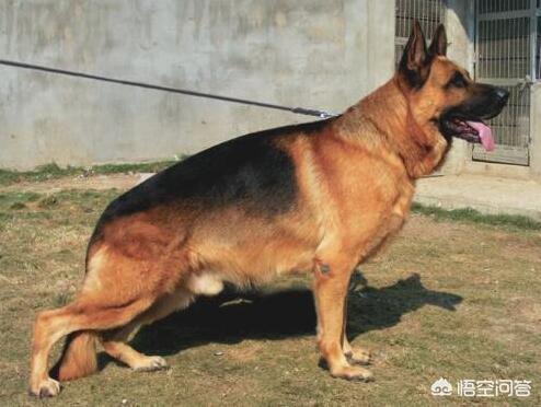 大头德牧牧羊犬:如何辨别一只标准的德国牧羊犬？