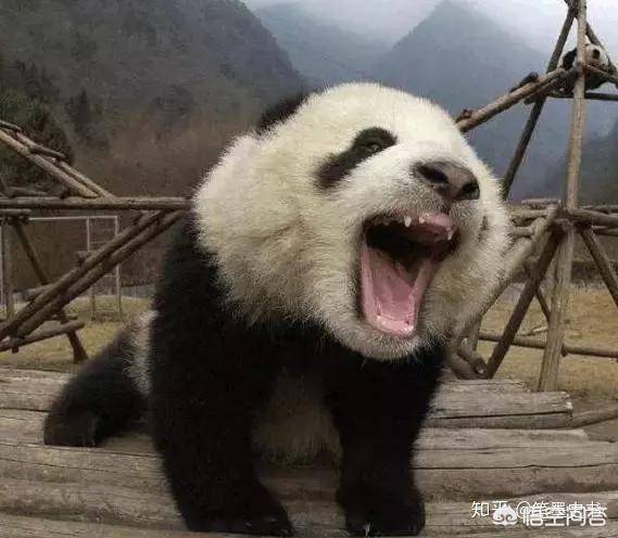 蚩尤骑熊猫:网上很多人说蚩尤打仗时骑着熊猫，出处在哪里？