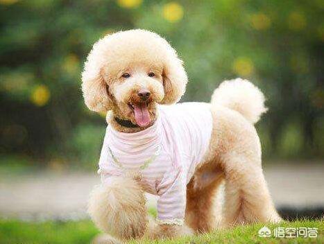 头条问答 贵宾犬有哪些弱点 馋不腻天然粮cbn的回答 0赞