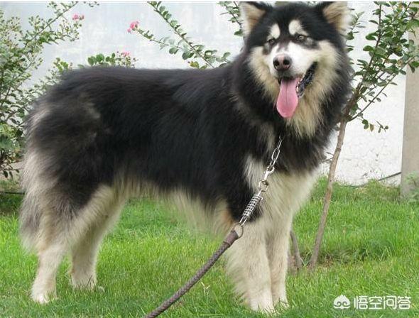 阿拉斯加犬性格脾气:养八只阿拉斯加犬是什么体验？