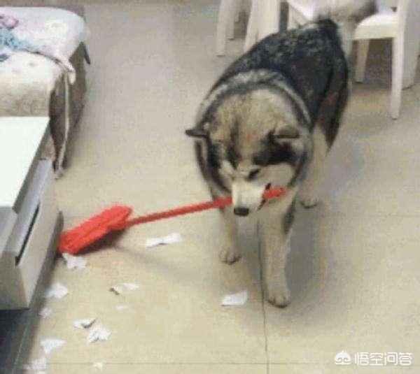 阿拉斯加犬性格:阿拉斯加雪橇犬打架厉害吗？