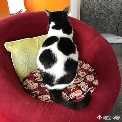 黑色猫咪照片:黑白猫与奶牛猫的区别是什么？最好发些图片？