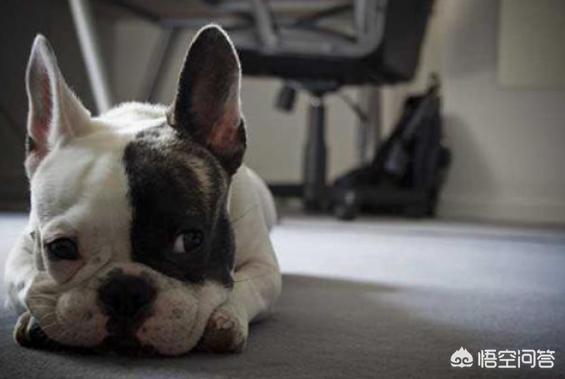 沉默的斗牛犬相关问答:准备养一只斗牛犬，有什么需要注意的问题吗？