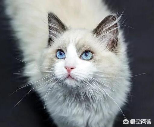 豹猫叫声大:豹猫叫声能引来豹猫吗 猫咪智商排名前五位是哪几种猫咪？