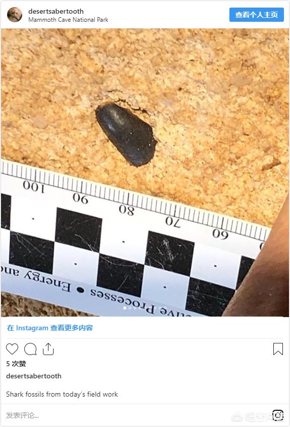 深海皱鳃鲨化石:美国肯塔基州洞穴发现的鲨鱼化石，为何如此特殊？