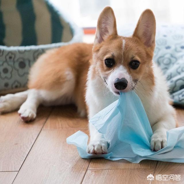 柯基犬怎么训练:我家柯基就是不会在厕所大小便，咋训练啊？
