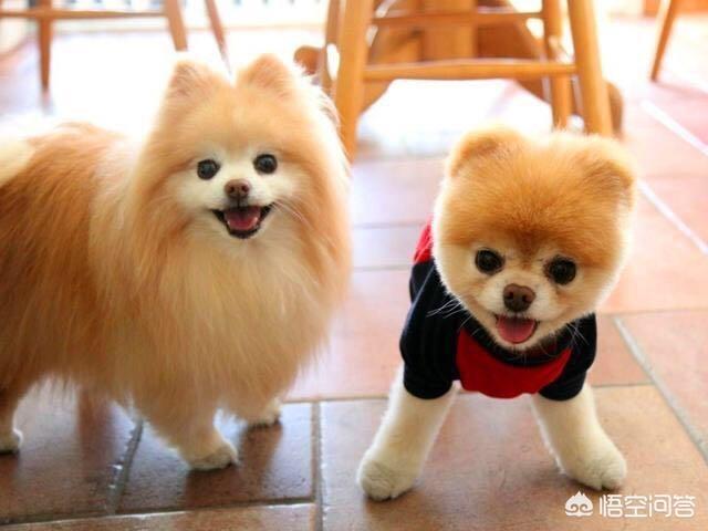 河南爆红小博美闹闹:为什么不喜欢博美犬的人，越来越多？