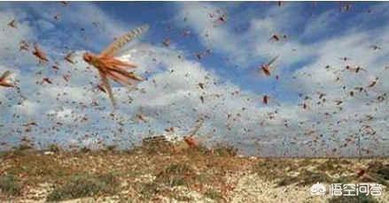 蝗虫在印度意外被灭，为何前阵子几千亿蝗虫经过印度，会被意外扑灭