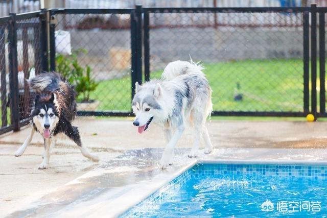 东台市阿拉斯加克利凯犬视频选犬:最近想要养狗，阿拉斯加和哈士奇养哪个？