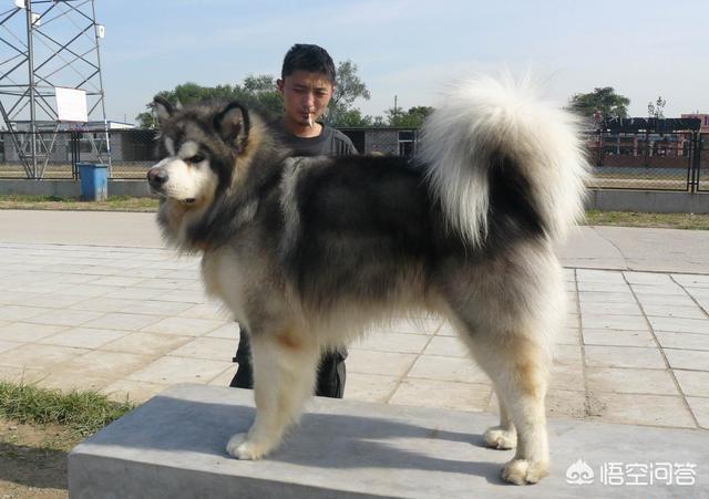 东台市阿拉斯加克利凯犬视频选犬:最近想要养狗，阿拉斯加和哈士奇养哪个？