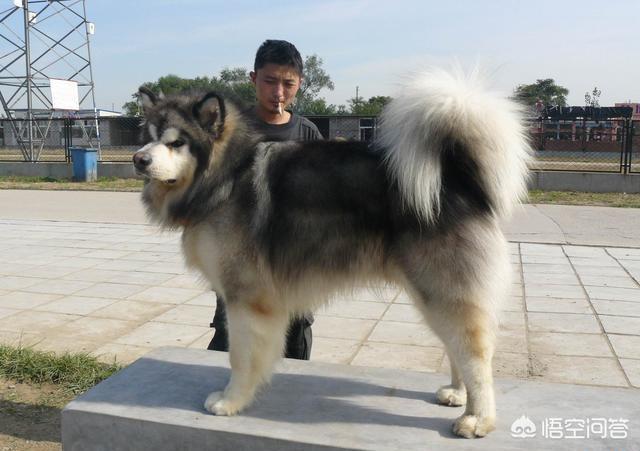 阿拉斯加犬性格:养八只阿拉斯加犬是什么体验？