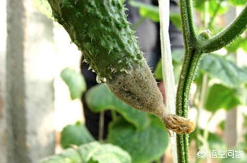 软腐病191:种植黄瓜，易发生菌核病，要如何防治呢？