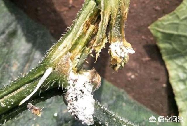 软腐病191:种植黄瓜，易发生菌核病，要如何防治呢？