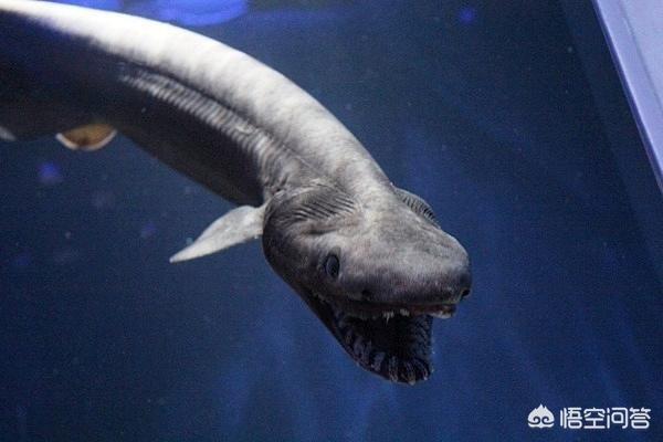 海底一万米有多恐怖:你觉得深海10000米是什么概念？