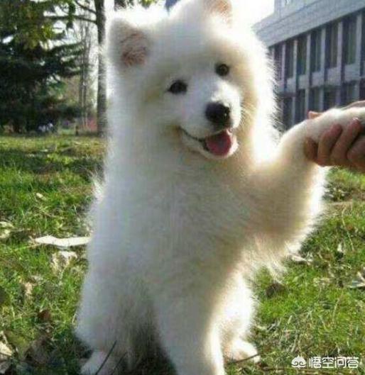 西摩犬聪明不聪明:怎么样的萨摩耶算“笨”？