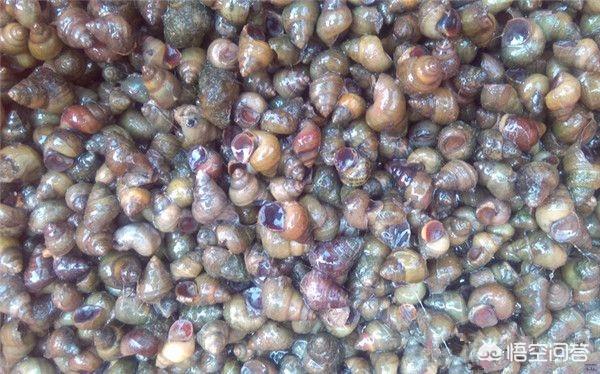 我手秃鹫的活饵:野钓喜欢用活饵还是商品饵？