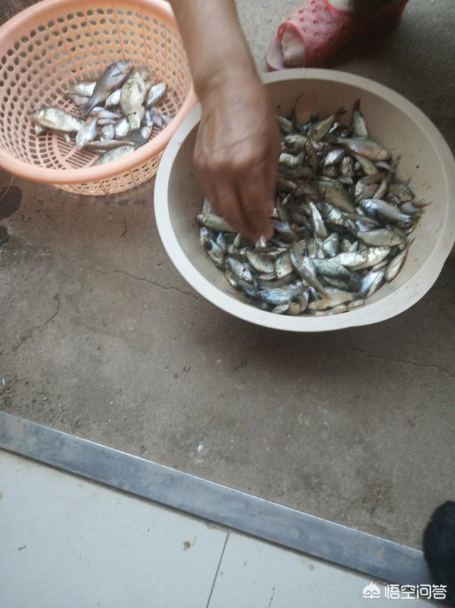 我手秃鹫的活饵:野钓喜欢用活饵还是商品饵？