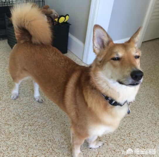 哥顿雪达犬小时候图片:为什么巴哥犬那么少人养？你知道其中的原因吗？