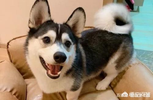 哥顿雪达犬小时候图片:为什么巴哥犬那么少人养？你知道其中的原因吗？