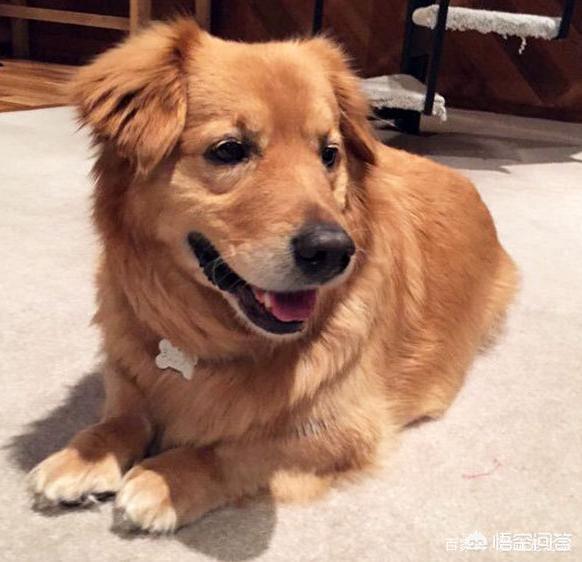 哥顿雪达犬小时候图片:为什么巴哥犬那么少人养？你知道其中的原因吗？
