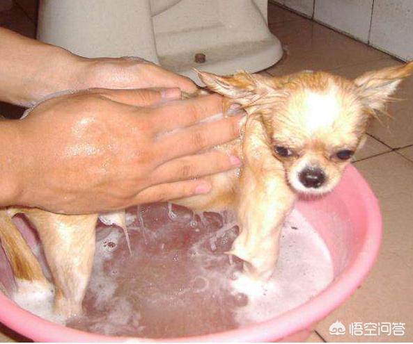 富贵吉娃娃免费观看:为什么很多人都不愿意养吉娃娃，究竟是什么原因导致的呢？