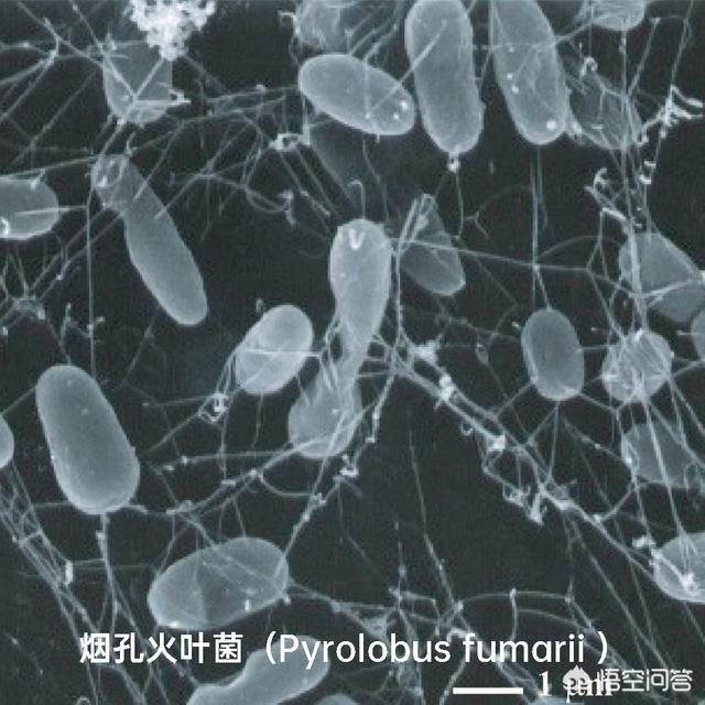 巴氏小体失活的意义是什么:食物加热消毒杀菌后，死了的细菌变成了什么？