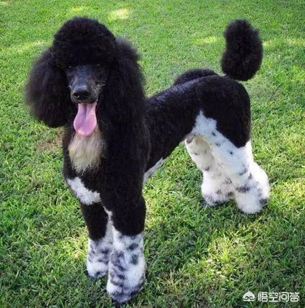 一个月贵宾犬图片欣赏:养一只巨贵犬是什么体验？