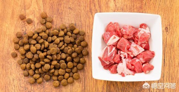 自制最便宜狗食配方:养狗有哪些钱是不能省的？