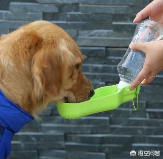 报告狗班长 金毛:金毛能当警犬吗，为什么？