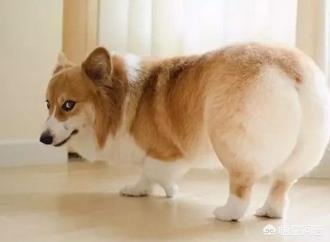 听话的柯基犬怎么训练:惩罚柯基犬，你一般是用什么方法？