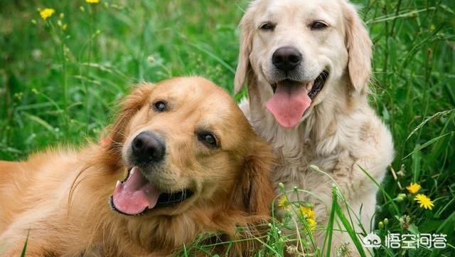 长春大丹犬吧:世界上最大的是犬种可以和最小的犬种杂交吗？